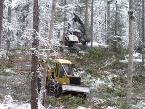 forest managed